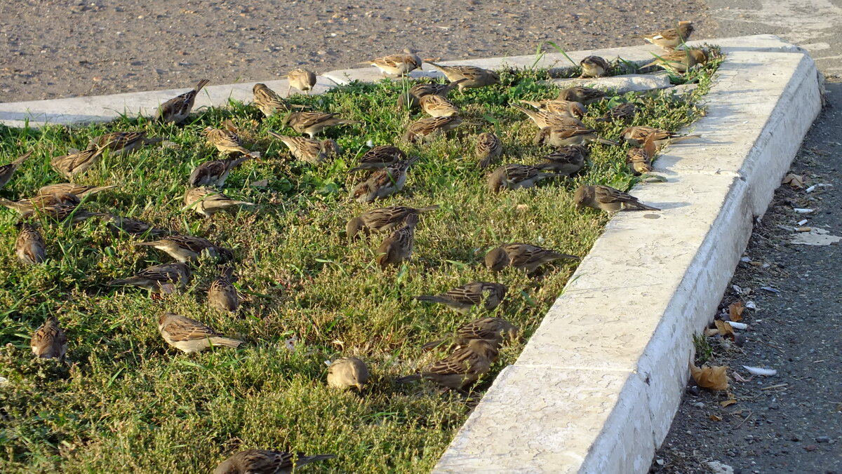 DSCF3490.JPG