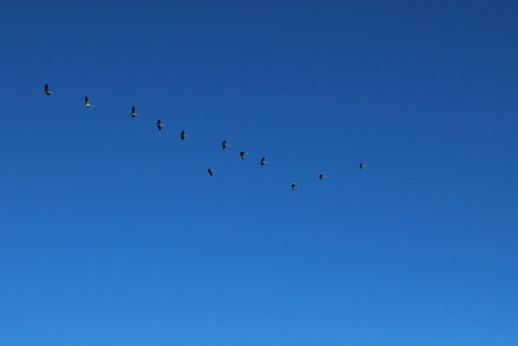 DSC_0037.JPG
