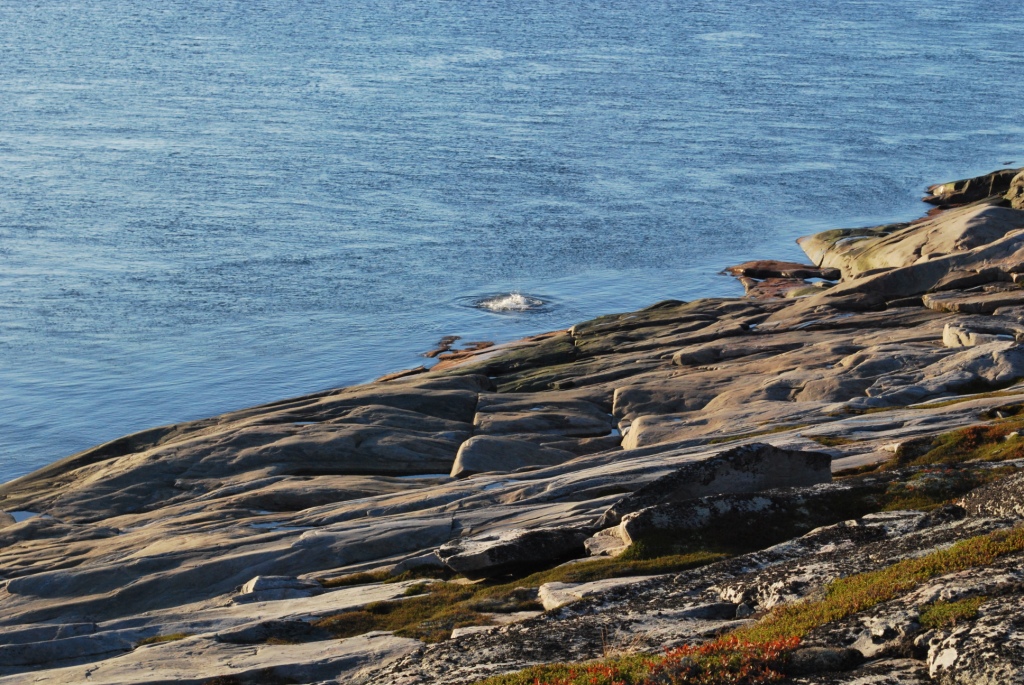 DSC_0144.JPG