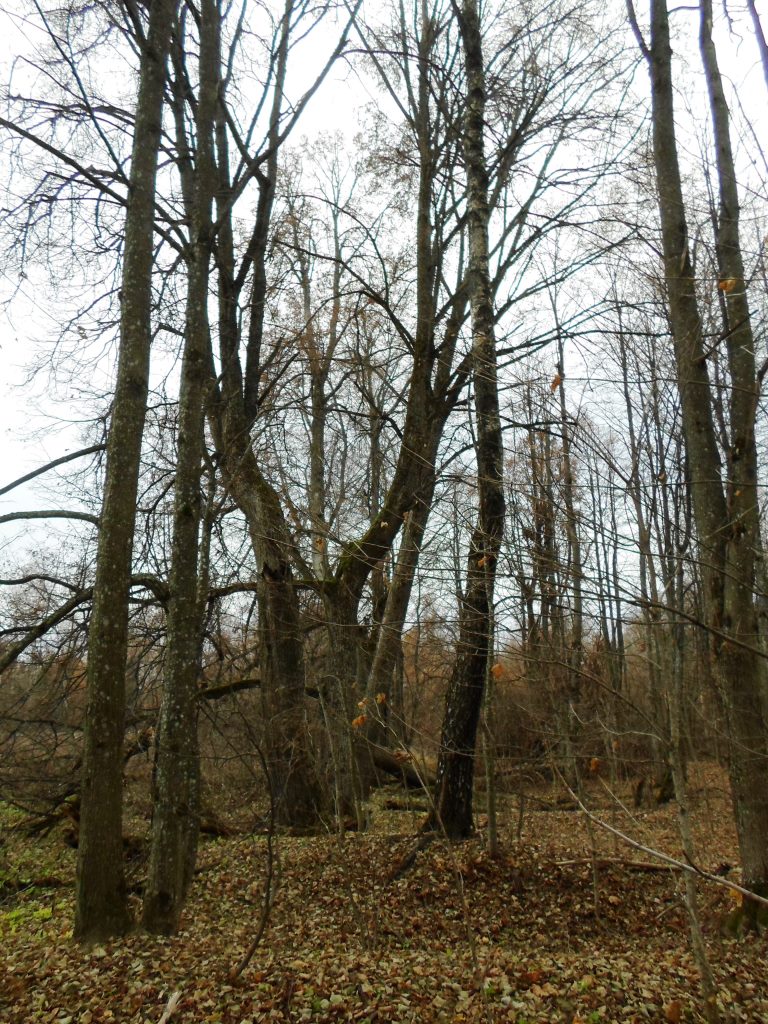 SAM_0388.jpg