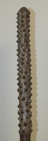 1.09 mtr. wawa votovotoa ,prickly guts fiji 2.jpg