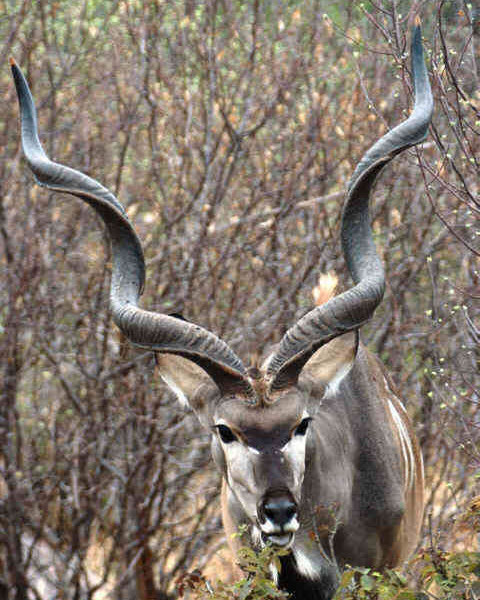 24_Kudu_horns-Ruaha_jpg.jpg