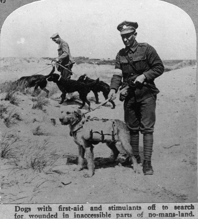 собаки 2.jpg