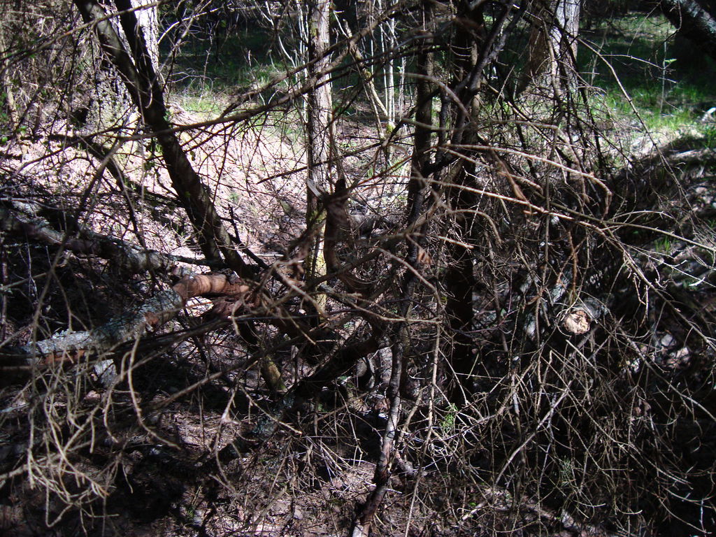 DSC06144.jpg