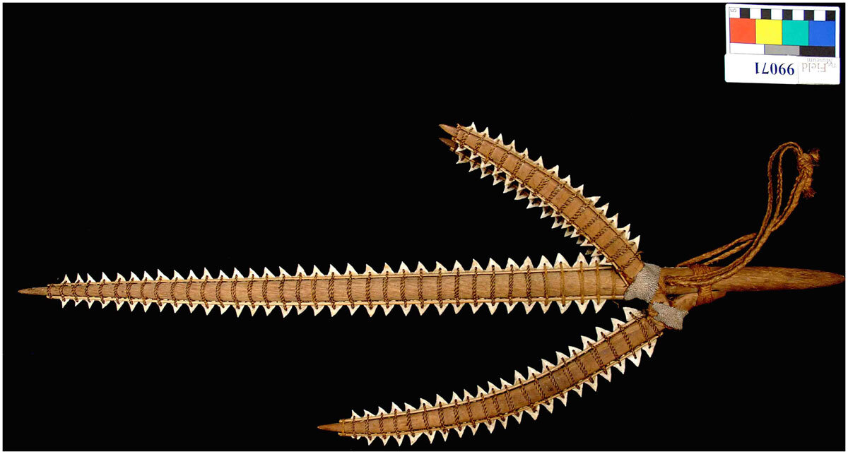 shark1.jpg