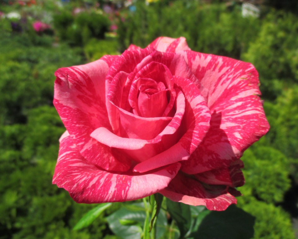 Роза Пинк Интуишн Фото И Описание Отзывы – Telegraph