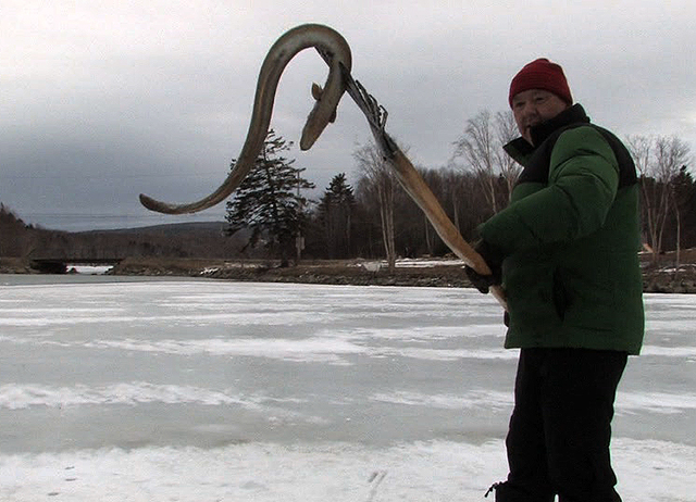 An eel is caught WEB.jpg