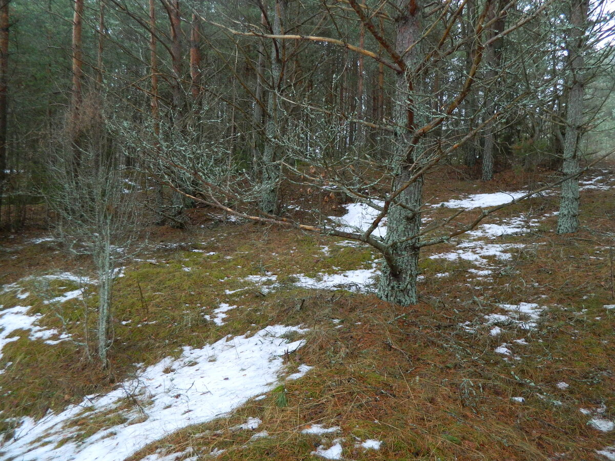 DSCN0935.JPG