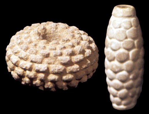 macescostaknobbedwhitesm.jpg