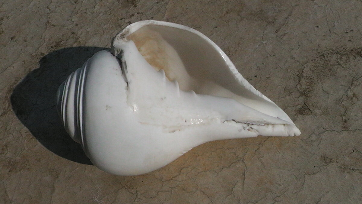 S2560005.JPG