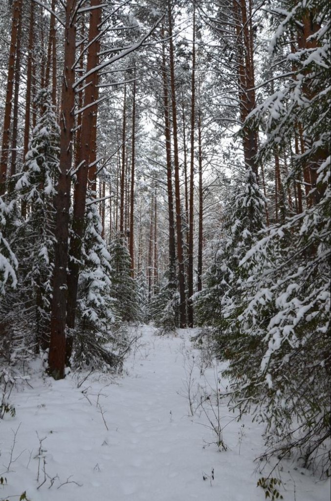 DSC_8597.JPG