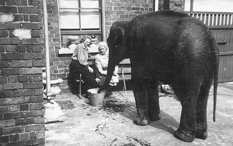 30-baby elephant named Shelia.jpg
