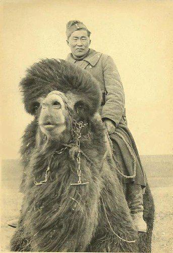 Camel_(+)_kalmyk(.jpg