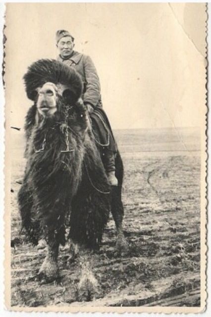 camel-(+)..camyq_.JPG
