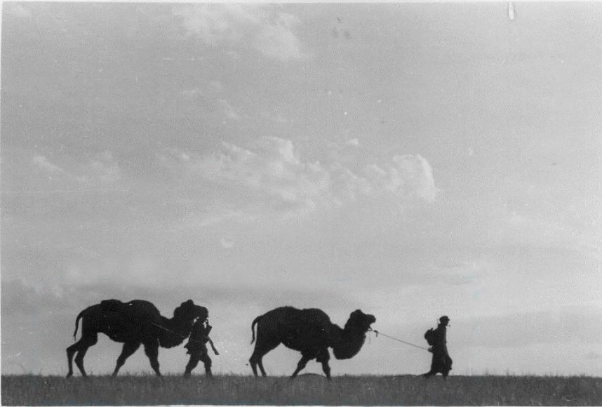 camel-(+)..qezt_.JPG