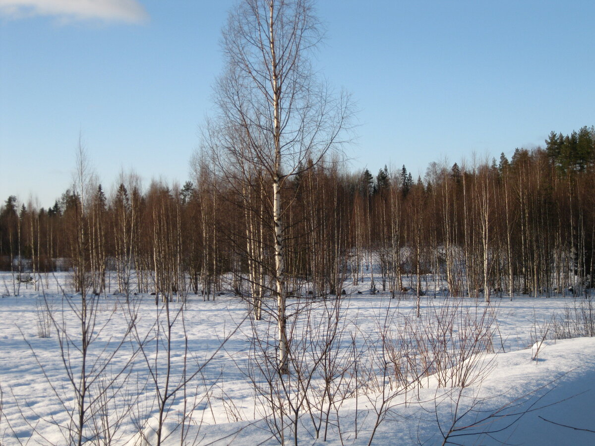 IMG_4530.JPG