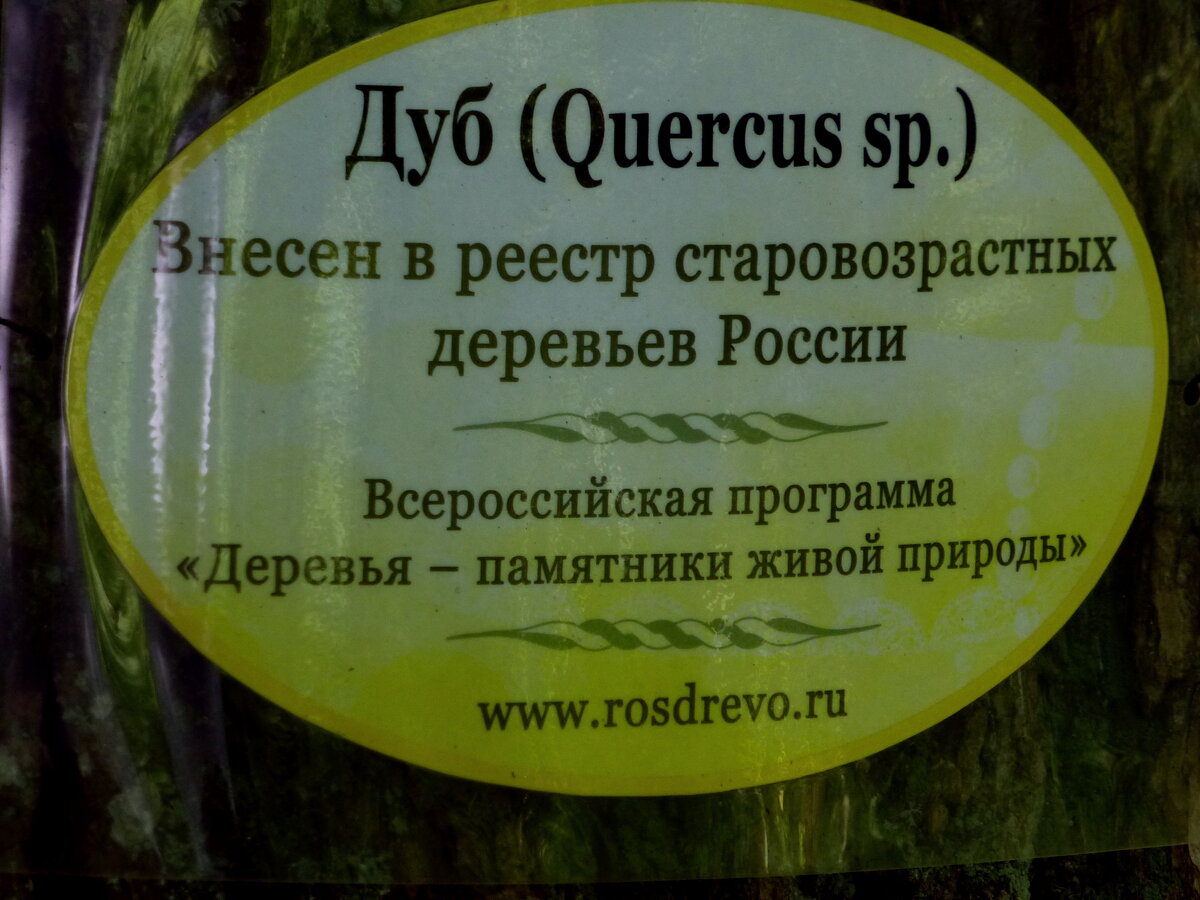 дерево в реестре.JPG