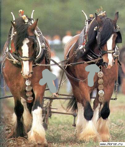 126749 - шайры в парной упряжке.jpg