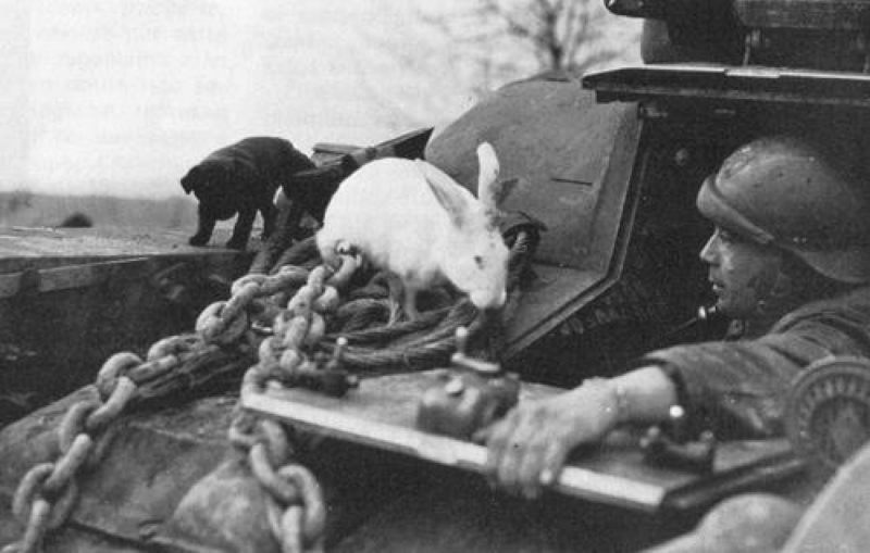 Танкист-француз ,кролик и щенок.jpg