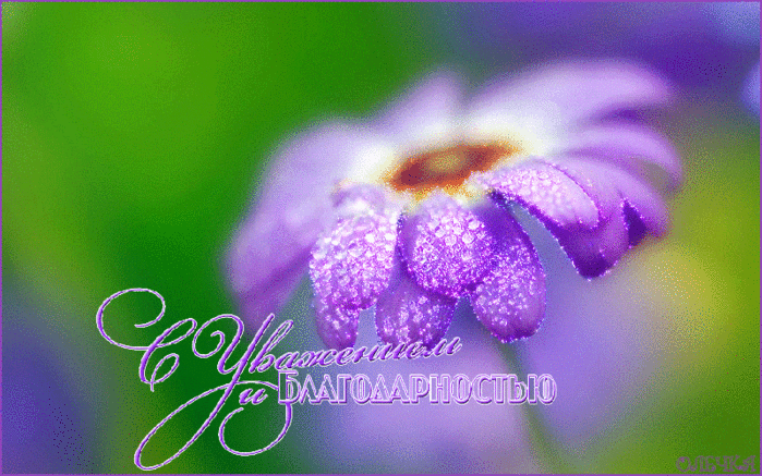 pic.gif
