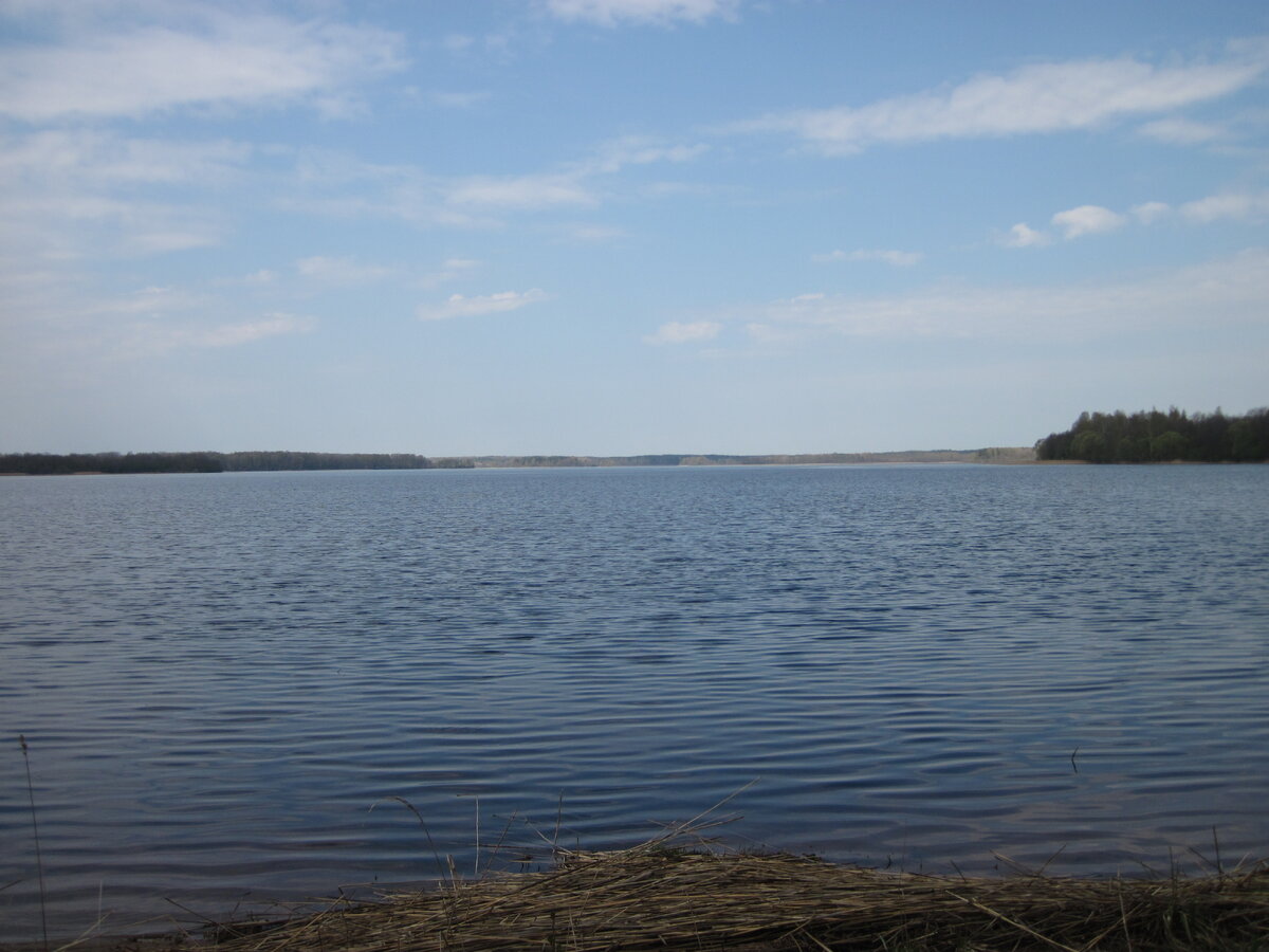 Озеро днико псковская область фото