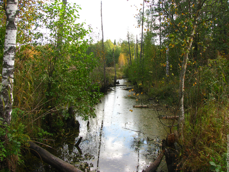 Река Сеньга.jpg