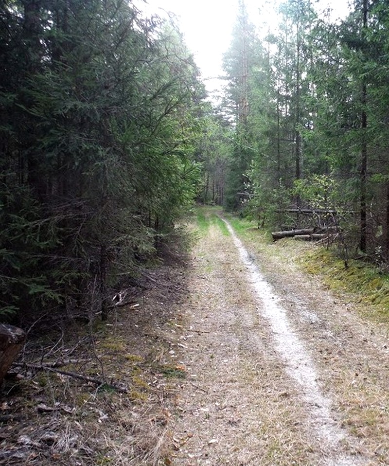 Лесная дорога.jpg