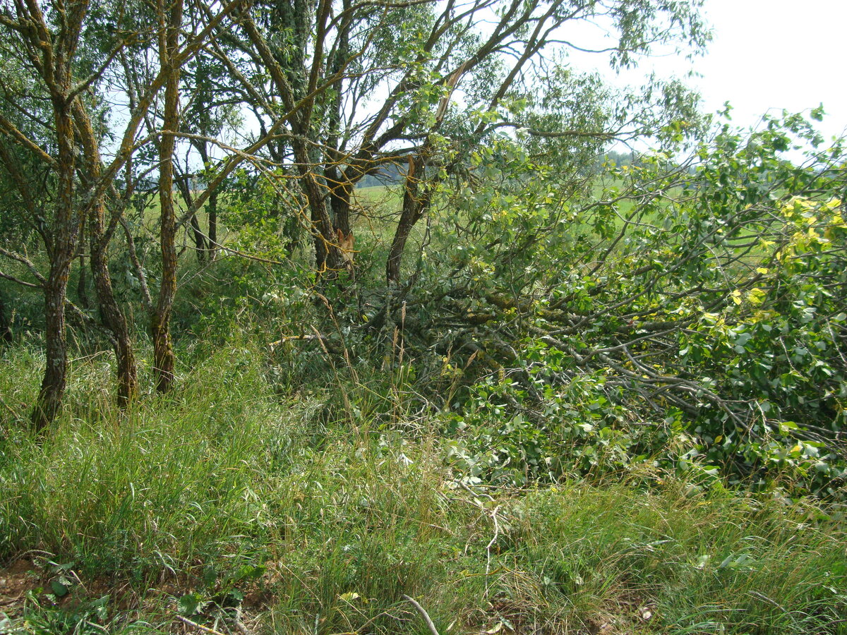 DSC09313.JPG