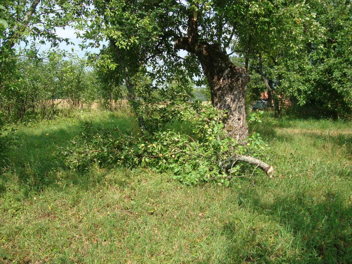 DSC09316.JPG