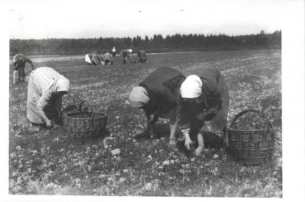 Колхоз это в ссср. Сельское хозяйство СССР 1930е. Сельское хозяйство в 30-е годы в СССР. Колхозники СССР 1930. Сельское хозяйство Якутия 1930-е годы.