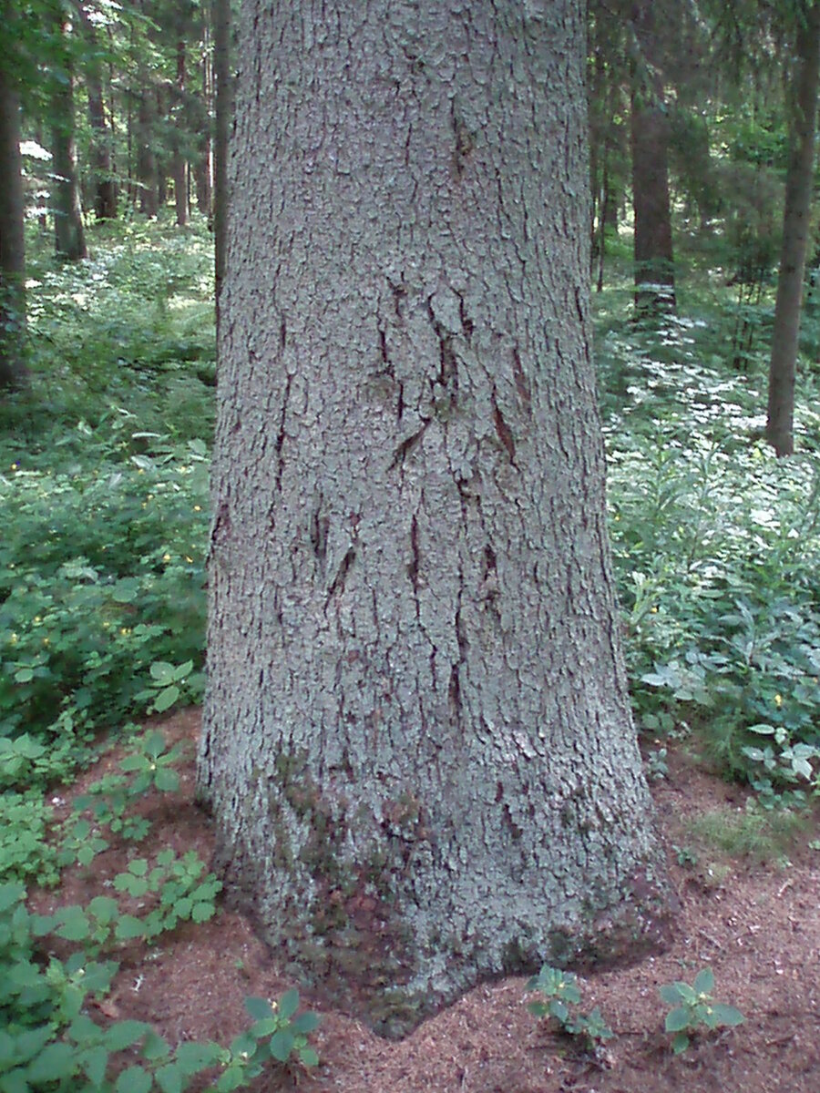 pushgori_10.07.2013_020.jpg