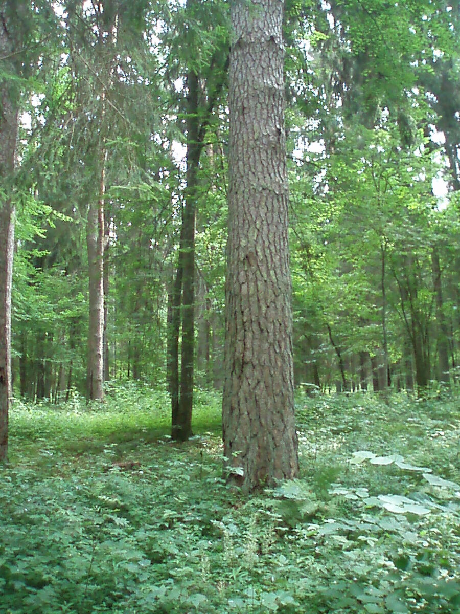 pushgori_10.07.2013_023.jpg