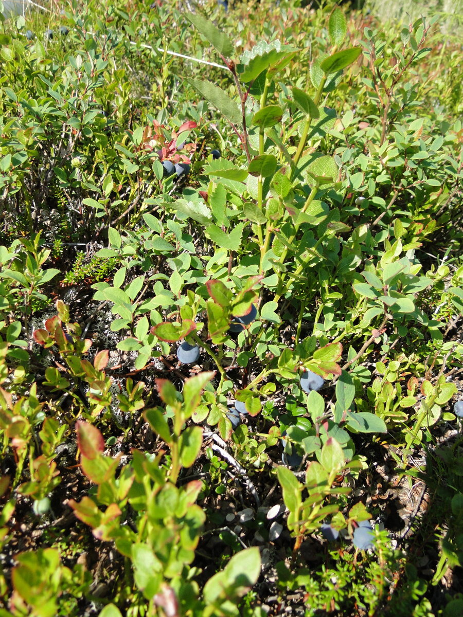 DSC03325.JPG