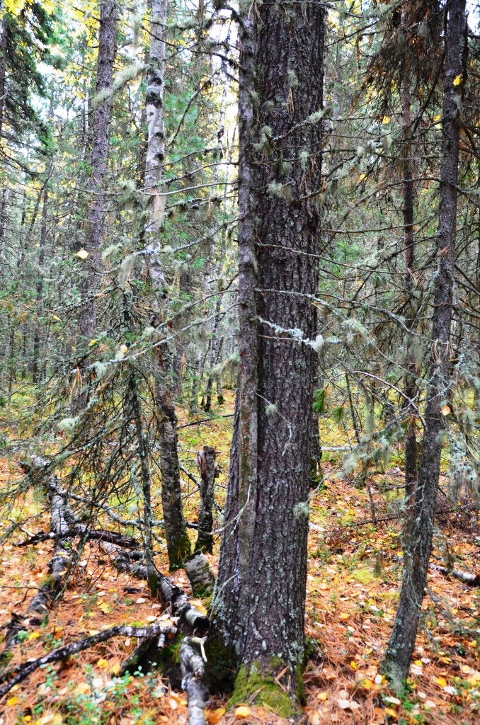 DSC_0129.JPG