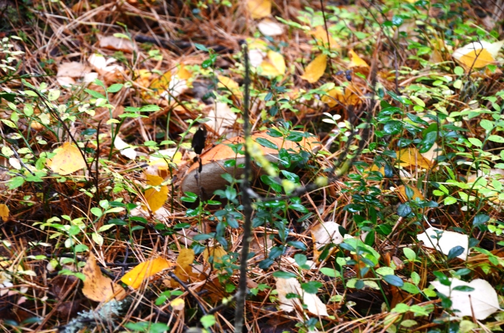 DSC_0131.JPG