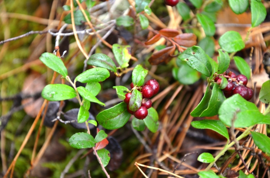 DSC_0146.JPG