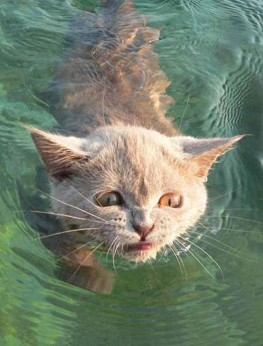Кошки Вода Фото