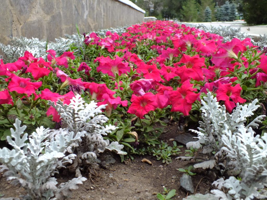 DSCF1855.jpg