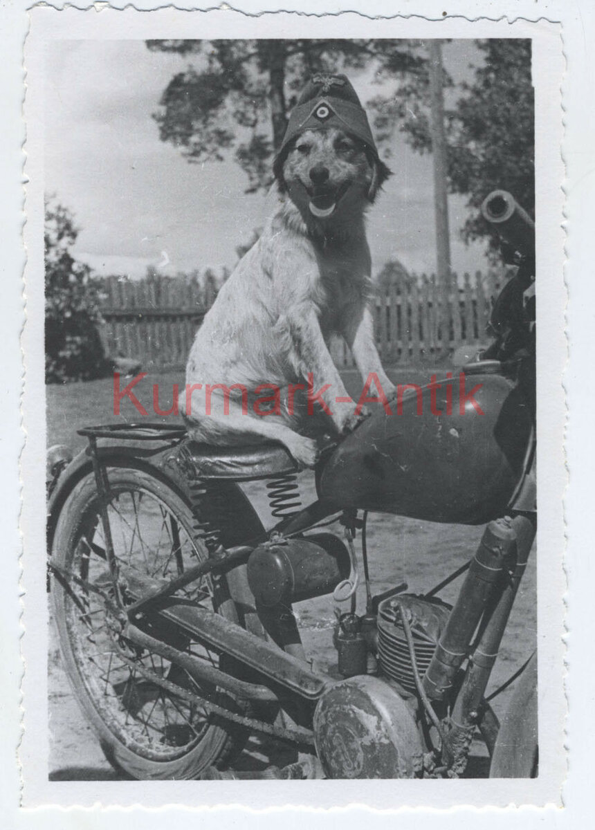 Foto Wehrmacht Art.Reg.5 Russland Motorrad Krad Hund dog Maskottchen Mütze.jpg