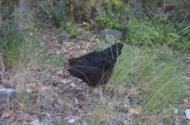DSC_0156.JPG