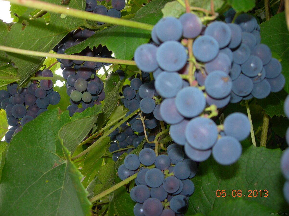 DSCN9886.JPG