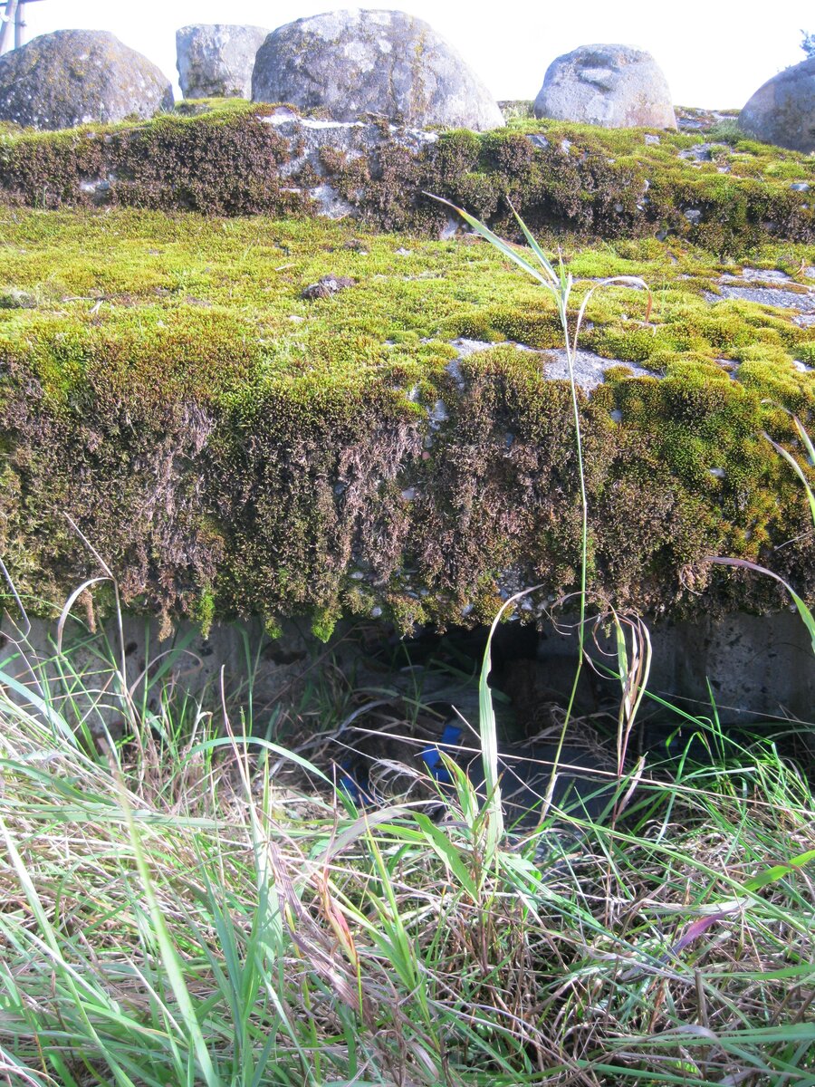 IMG_6931.JPG