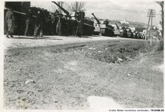 tiger 1.jpg