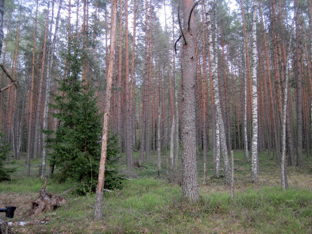 IMG_5243.JPG