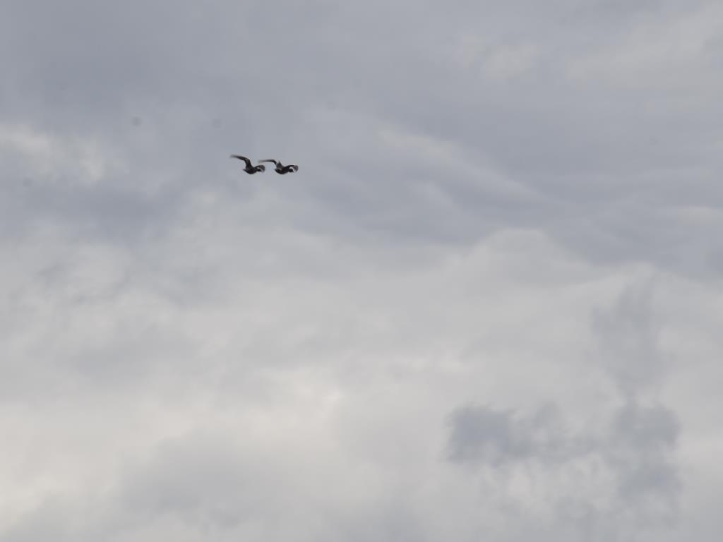 DSC_2993.JPG