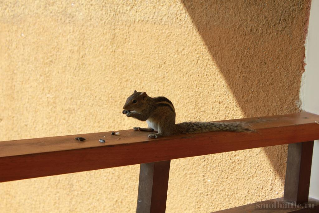 IMG_3778.JPG