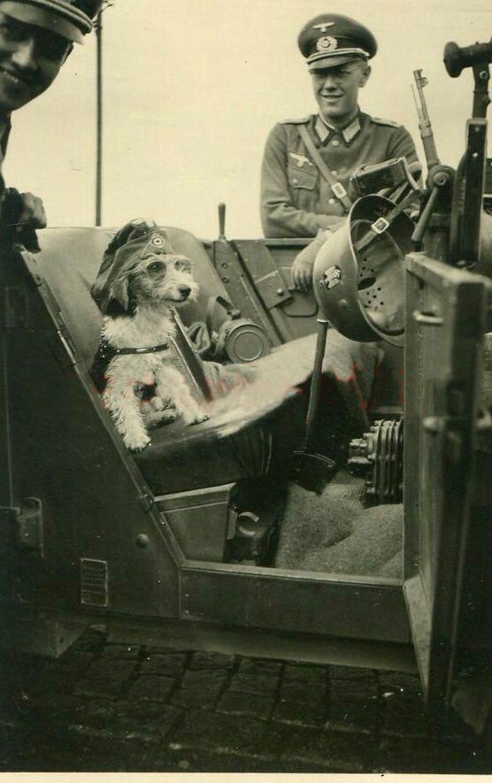 0  _ H_собак.jpg