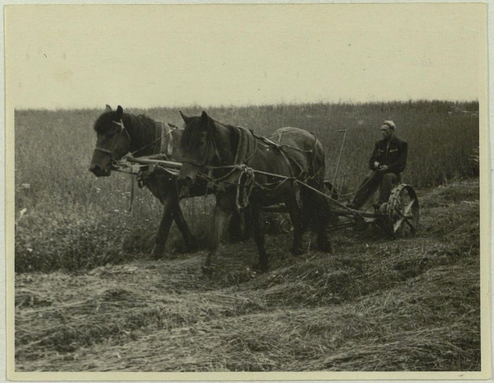 Косьба клевера 1954.jpg