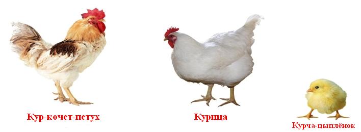 Петух-курица-цыплёнок.JPG